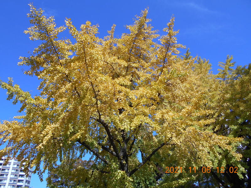 2021年 ふだんぎ親睦会